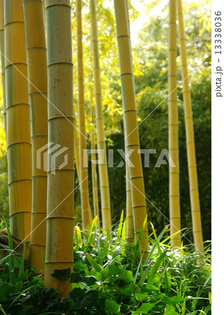 金明孟宗竹 金明孟宗竹 13338036