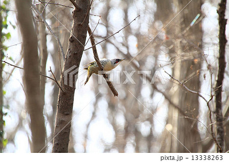 アオゲラ 13338263