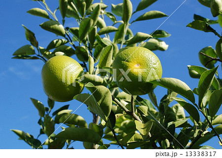 青空と橙 13338317