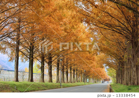メタセコイア並木道 マキノ メタセコイア並木道 マキノ 13338454