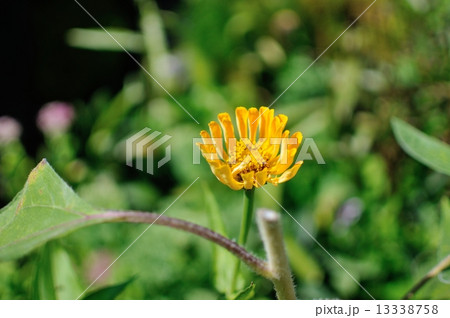 満開のタンポポ 13338758
