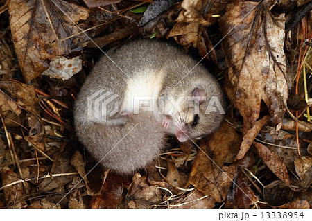 Dormouse hibernating 13338954