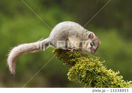 Glis glis 13338955
