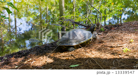 Turtle Turtle 13339547