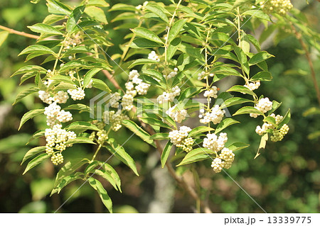 向島百花園の白色の紫式部の実 13339775