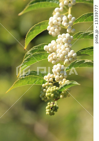 向島百花園の白色の紫式部の実 13339777