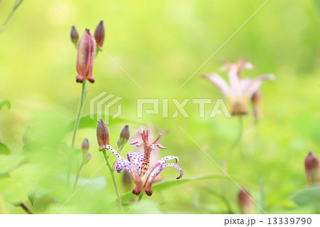 向島百花園のタイワンホトトギスの花と蕾 向島百花園のタイワンホトトギスの花と蕾 13339790