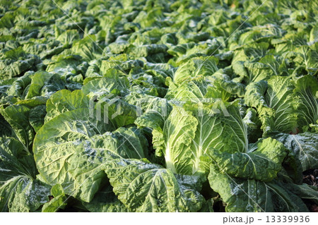 白菜畑 13339936