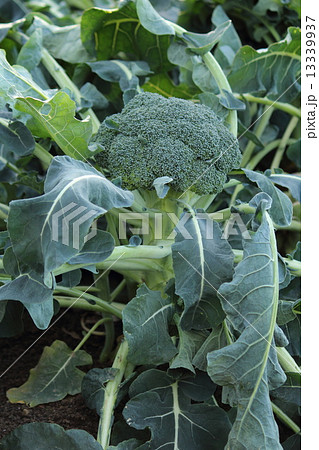 ブロッコリー畑 ブロッコリー畑 13339937
