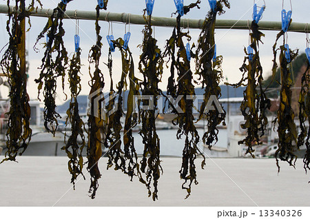 ワカメ干し 13340326