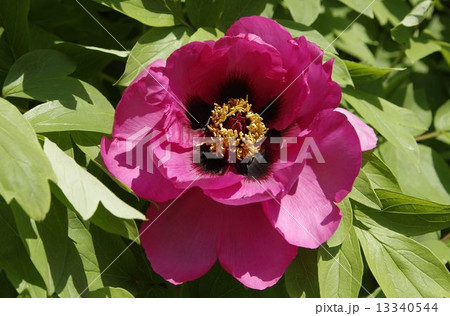 牡丹・・・豊明 13340544