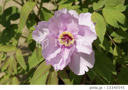 牡丹・・・鷹飛羽 13340545