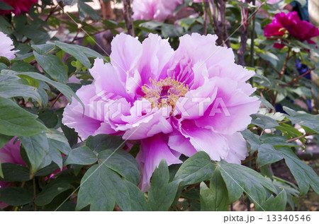 牡丹・・・島の藤 13340546