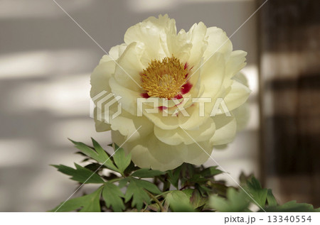 牡丹・・・黄冠 13340554