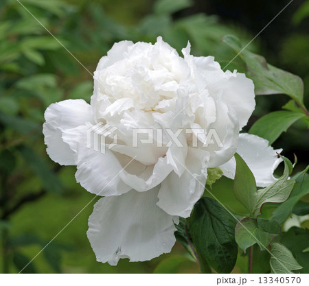 牡丹・・・白峯 13340570