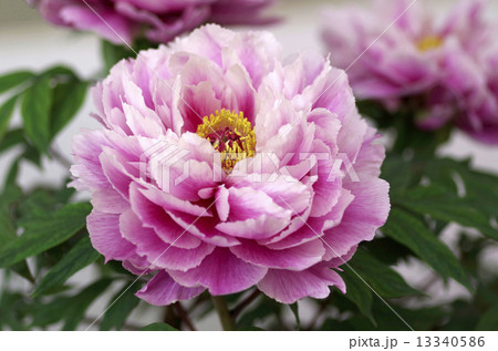 牡丹・・・鎌田錦(かまたにしき) 牡丹・・・鎌田錦(かまたにしき) 13340586