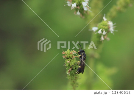 生き物　昆虫　マルモンツチスガリ、小さくてかわいい蜂ですがコハナバチを狩って幼虫の餌にします① 13340612