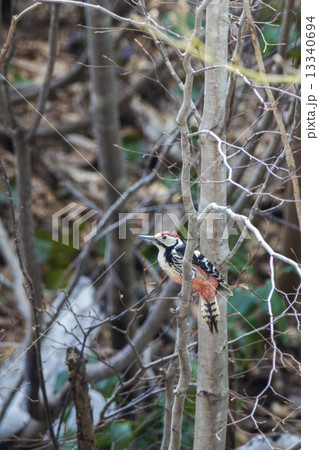 富士山と白鳥 13340694