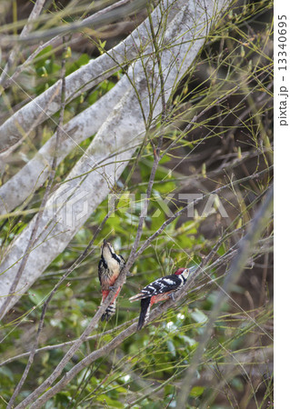 富士山と白鳥 13340695