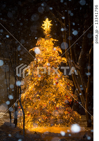 森の中のクリスマスツリー 雪ふる夜 森の中のクリスマスツリー 雪ふる夜 13341796