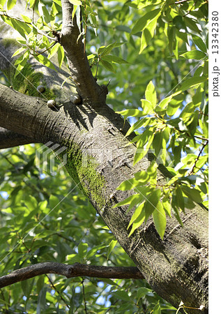 シラカシ（白樫） 13342380