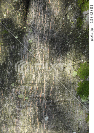 シラカシ（白樫） 13342381