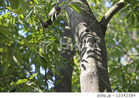 シラカシ（白樫） 13342384