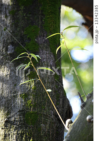 シラカシ（白樫） 13342385