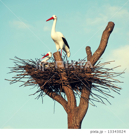 storks in the nest storks in the nest 13343024