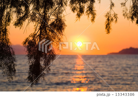 Pine tree branch and sunset 13343386