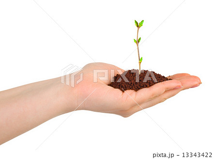 Hand and plant Hand and plant 13343422