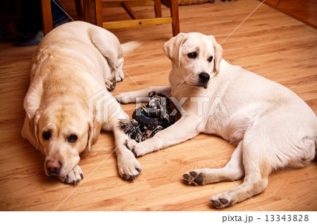 two labradors two labradors 13343828