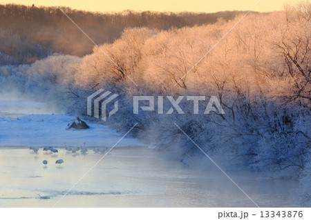 鶴居村のタンチョウ 13343876