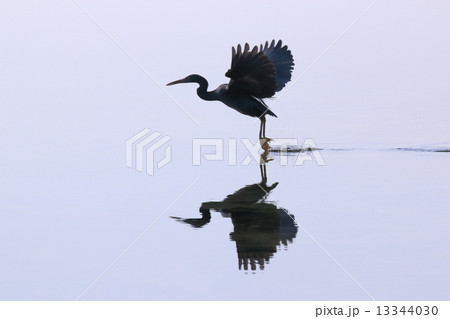 飛翔 飛翔 13344030