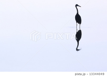 鳥のシルエット 13344049