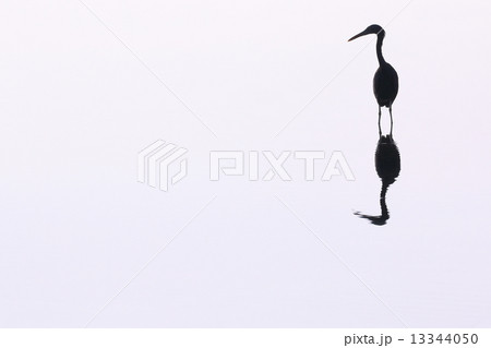 鳥のシルエット 鳥のシルエット 13344050