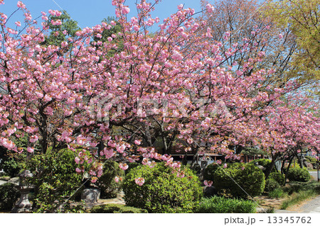 京都　本満寺の桜 13345762