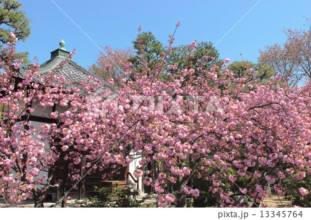 京都　本満寺の桜 13345764