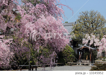 京都　上品蓮台寺の桜 13345952