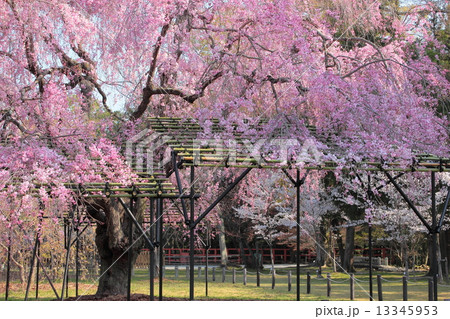 京都　上賀茂神社の枝垂れ桜 13345953