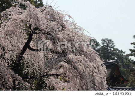 京都御苑の桜 13345955