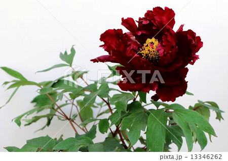 牡丹・・・黒芳殿(こくほうでん) 13346262