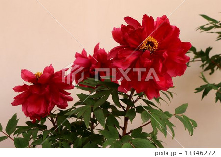 牡丹・・・芳紀(ほうき) 13346272