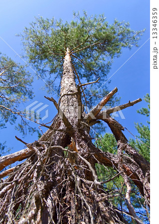 exposed roots of the pine 13346359