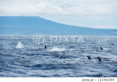 シャチの群れ 13346394