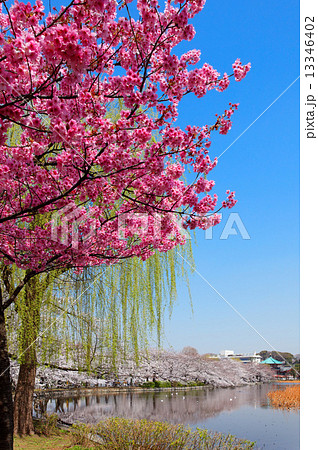上野の蓮池周囲の満開の桜並木と濃いピンク色の陽光桜の写真素材