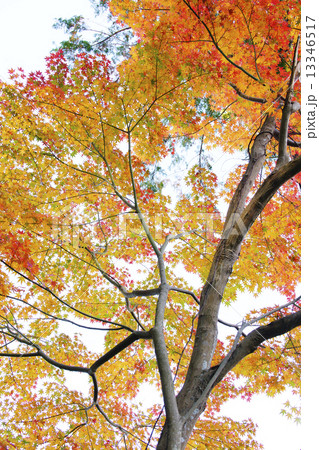 紅葉 紅葉 13346517
