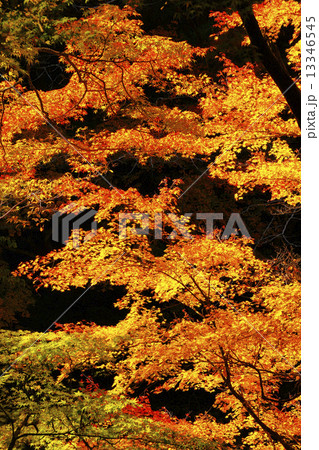 紅葉 13346545