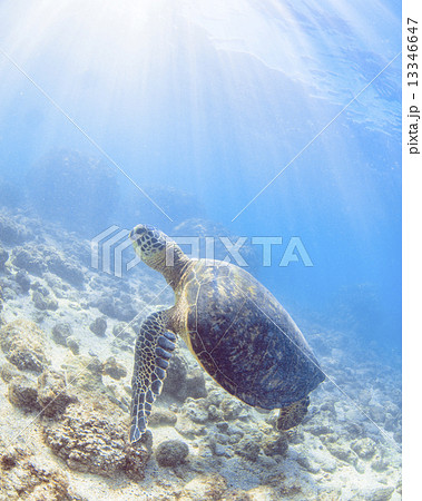 アオウミガメ アオウミガメ 13346647