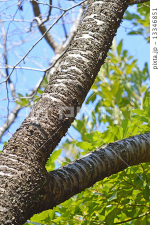 サクラ（桜） 13346851